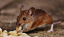 24 Hour & Emergency Exterminators in Washington Twnshp, NJ